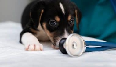 Insurance for pets with pre-existing conditions