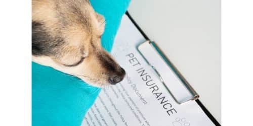 Pet Insurance Nebraska