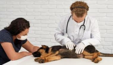 Does Nationwide Pet Insurance Cover Spaying and Neutering
