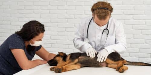 Does Nationwide Pet Insurance Cover Spaying and Neutering