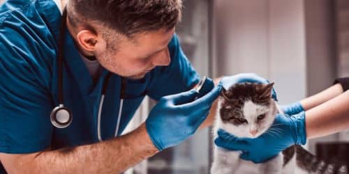 Routine Care Pet Insurance