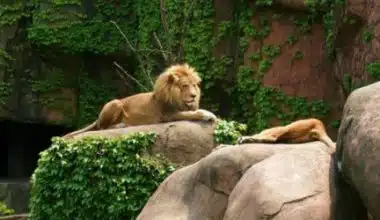 ZOOS IN CHICAGO