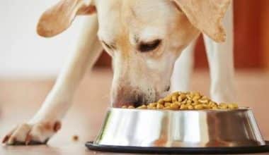 Best puppy food for large breeds
