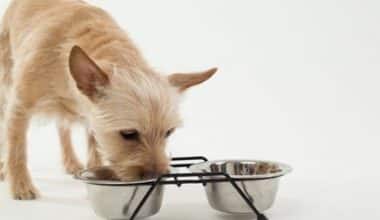 best dry food for small dogs