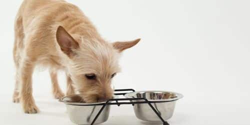best dry food for small dogs