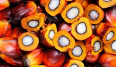 尼日利亚的棕榈油业务