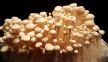 paddenstoelen vastzetten