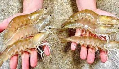 shrimp farming