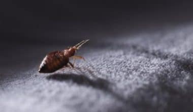 everything you need to start your bedbug removal business