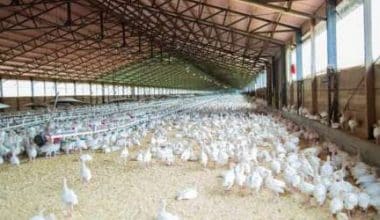 poultry farming business plan